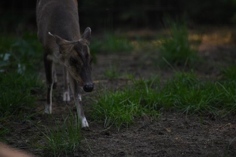 千葉県で増えている野生の「キョン」が食用に　Wild 