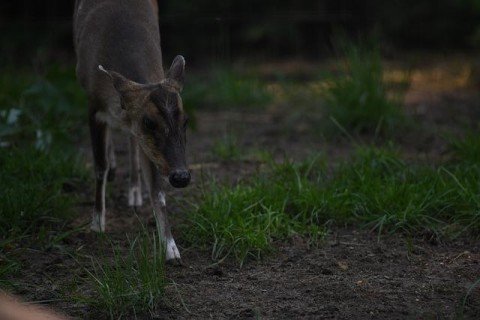 千葉県で増えている野生の「キョン」が食用に　Wild 