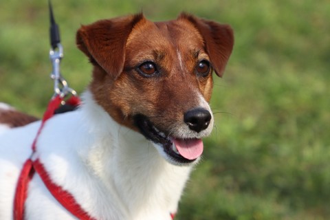 地雷探知犬パトロンちゃん　Landmine detection dog Patron-chan