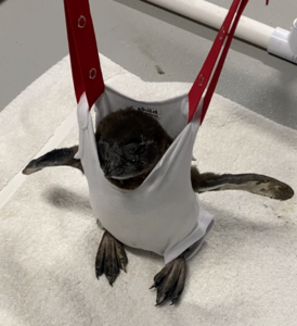 コダカペンギンの女の子ロージーのトレーニング　Kodaka Penguin Girl Rosie Training