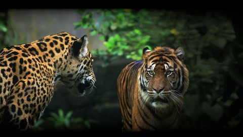 救えなかった命、救えた命。戦時下の動物達　Life that couldn't be saved, life that could be saved. Wartime animals