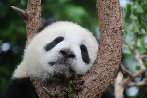 上野動物園、双子パンダ公開。Ueno Zoo reveals twin pandas