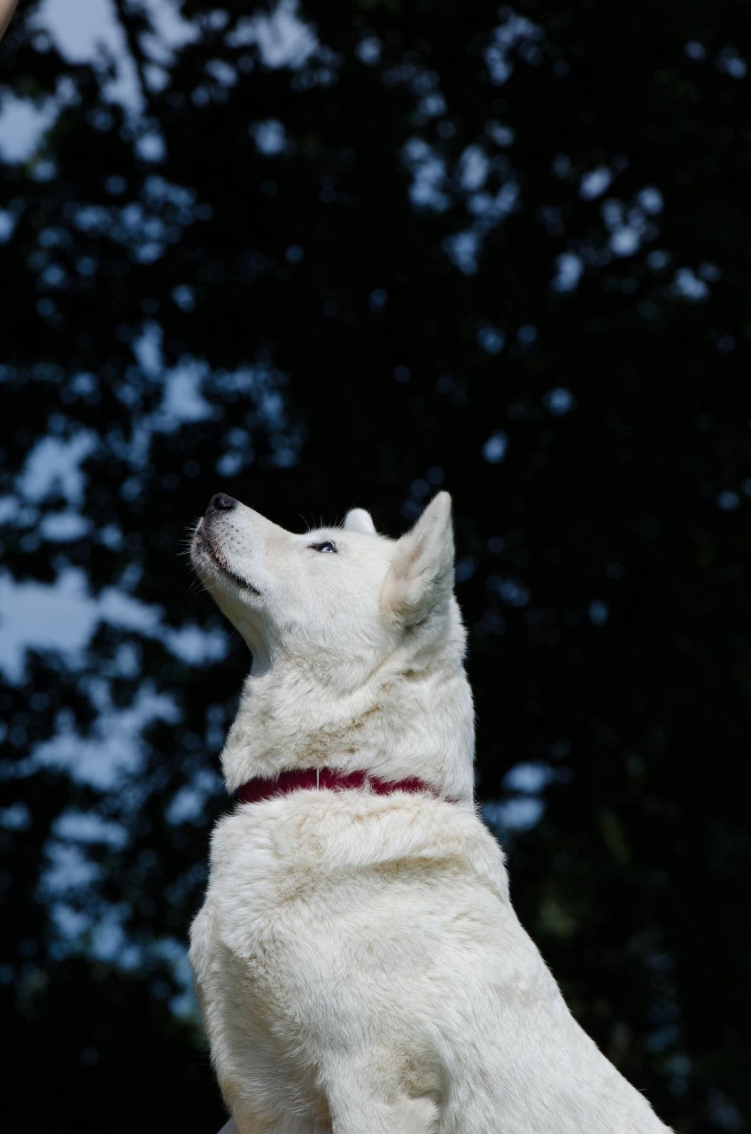 ウクライナの忠犬ハチ公「リニ」　Ukrainian loyal dog Hachiko 