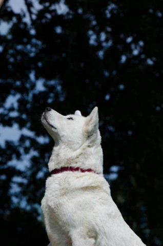 テレグラムで伝えるウクライナのハチ公 　Ukrainian loyal dog Hachiko 