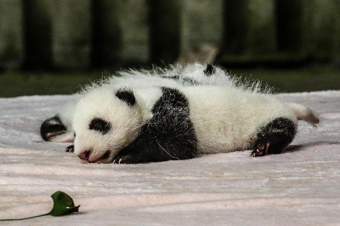 聞いてびっくり！パンダの経済効果　I was surprised to hear it! Economic impacts of panda