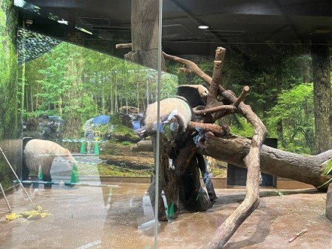 顔がみれなくても可愛いシャオシャオ、レイレイ