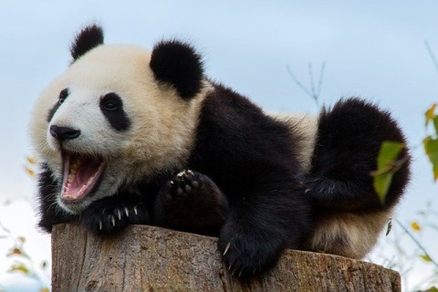 ジャイアントパンダの赤ちゃんはなぜかわいい？