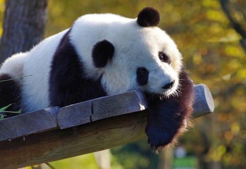 シャンシャン5歳。中国返還前の最後の誕生日