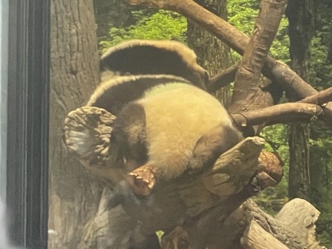 上野動物園の双子パンダ、今日で1歳！　Twin pandas at Ueno Zoo, 1 year old today!