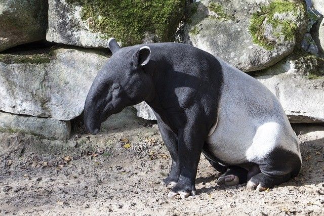 アドベンチャーワールドのバクの赤ちゃんがかわいい。