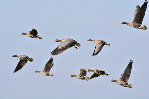 感染止まらぬ鳥インフルエンザ。アドベンチャーワールドで暮らす鳥達も感染！