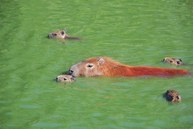 カピバラは見かけによらない