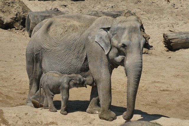 円山動物園のゾウのパール、赤ちゃんをみごもる。