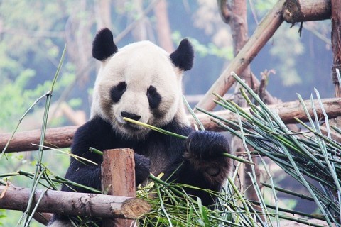 衝撃！和歌山アドベのグレートファーザーパンダ永明帰国決定