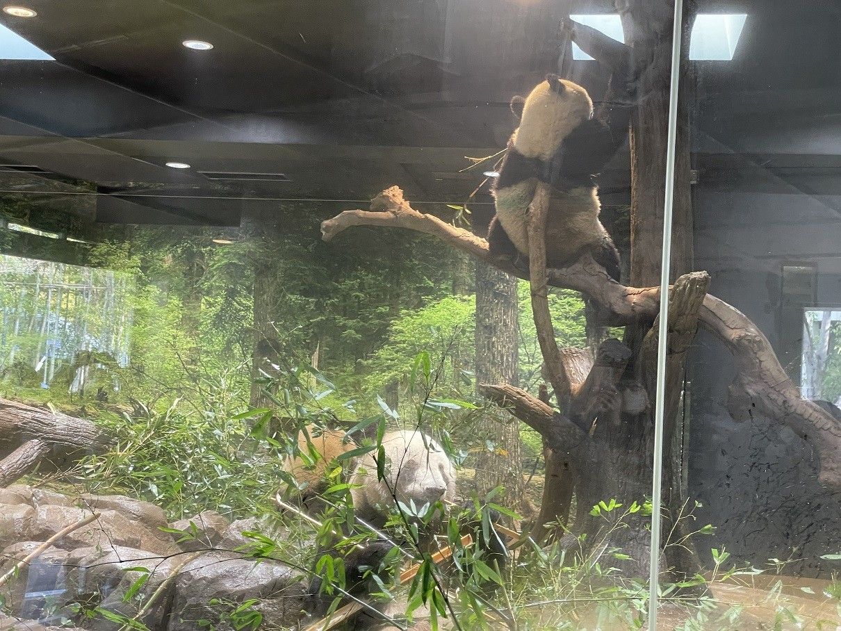 上野の双子パンダ、母との最後の日