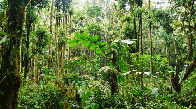 コロンビア小型機墜落でアマゾンで行方不明の４人の子供４０日ぶりに生還