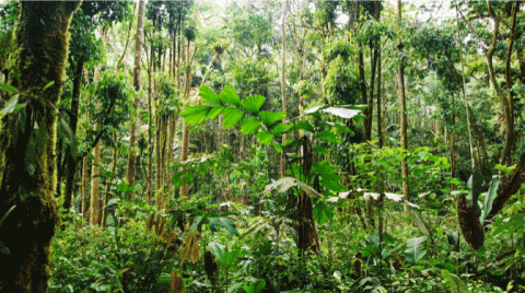 コロンビア小型機墜落。アマゾンで行方不明の４人の子供４０日ぶりに生還