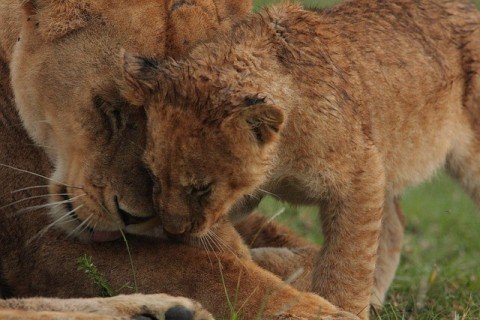 旭山動物園の子ライオンの「イト」ちゃん、円山動物園に移籍