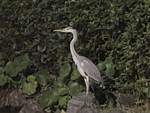 公園で静止しているアオサギに遭遇。君はハシビロコウですか？