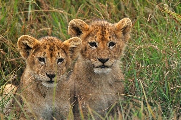 ライオンのお引越し。旭山のイトに続きとべのクレイも円山動物園に！！