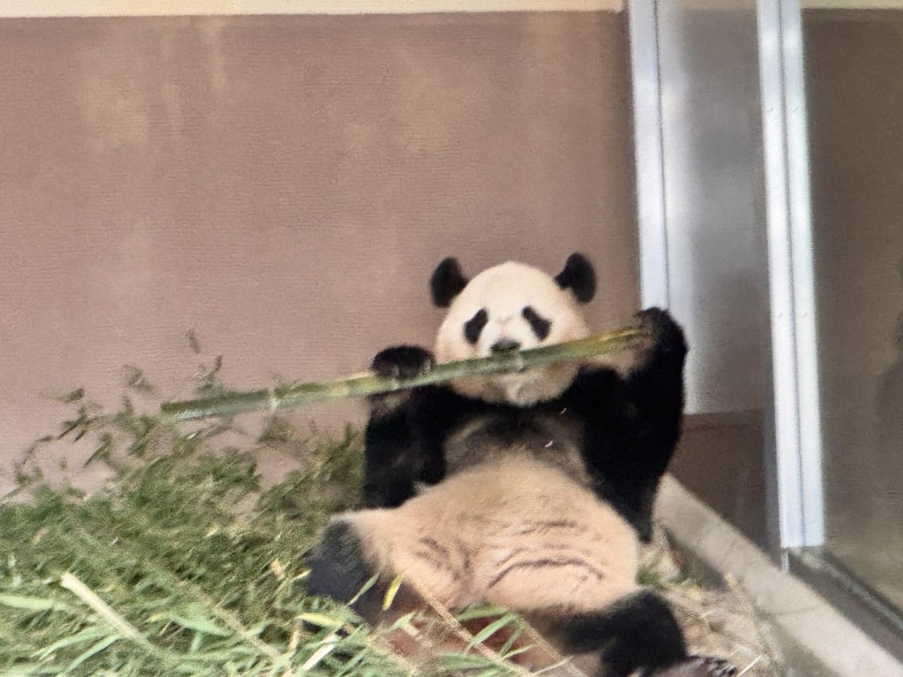 「白浜にパンダがいなくなる日」まであと2週間