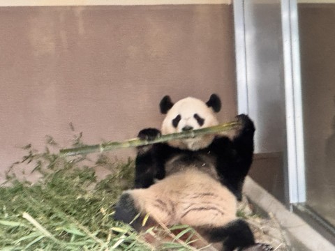 「白浜にパンダがいなくなる日」まであと2週間