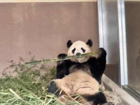 「白浜にパンダがいなくなる日」まであと2週間