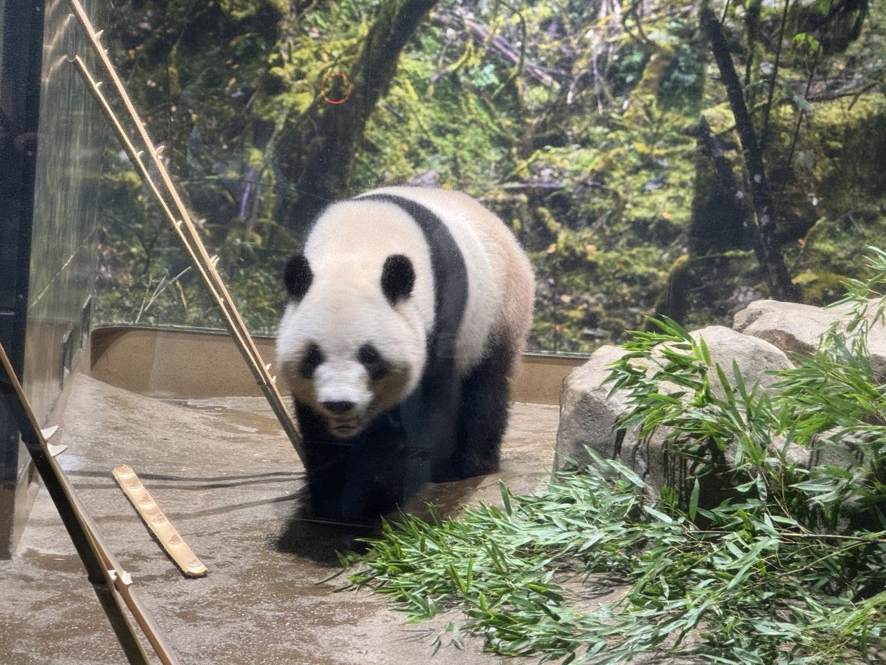 シャオシャオ、レイレイ。これまでの経済効果は308億円