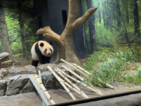 上野動物園の歴代パンダをおさらいしてみよう