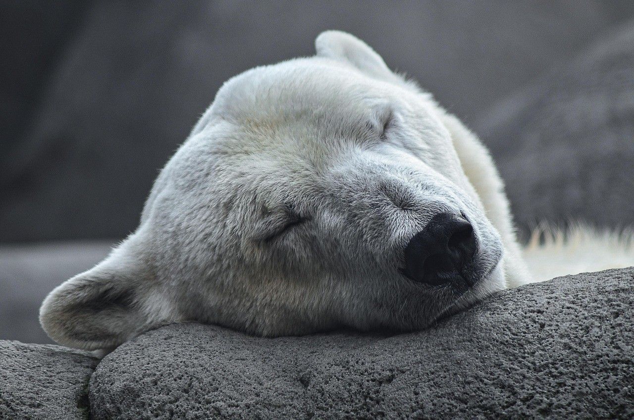 icebear
